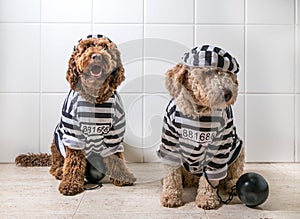 Cute dogs in his jail house rock clothes