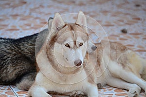 Cute dogs are lying in the house area. Locked in the house Behind the iron fence