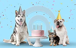 Cute dogs with party hats and delicious birthday cake on light blue background