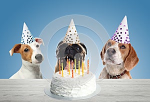 Cute dogs with party hats and delicious birthday cake on light blue background