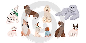 Cute dogs, puppies of different breeds set. Canine animals, diverse big and little doggies. Poodle, dachshund, dalmatian