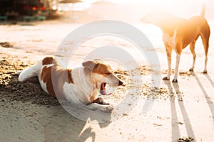 Cute dogs relaxing on the sandy beach during sunset. Dogs on the sandy beach. Stray dogs in Asia