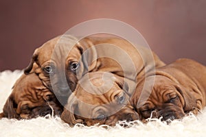 Cute dogs resting on white blanket