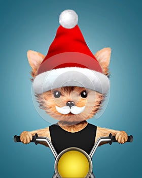 Cute Dogs Santa on a chopper. Christmas concept