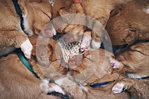 Cute dogs sleeping on blanket at home