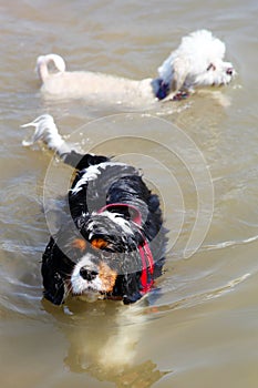 Cute dogs swimming in the sea