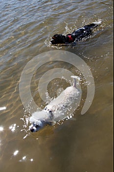 Cute dogs swimming in the sea