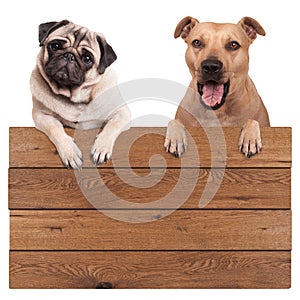 Cute dogs, terrier and pug dog, hanging with paws on blank wooden promotional board sign, isolated on white background