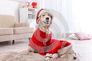 Cute dogs in warm sweaters and Christmas hats