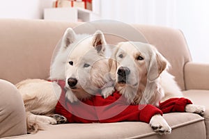 Cute dogs in warm sweaters on sofa at home.