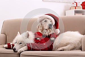 Cute dogs in warm sweaters on sofa at home