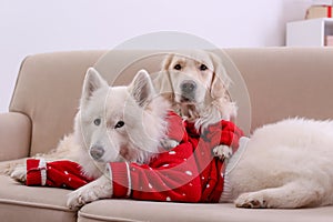 Cute dogs in warm sweaters on sofa at home