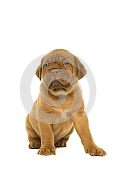 Cute dogue de Bordeaux puppy glancing away sitting isolated on a white background