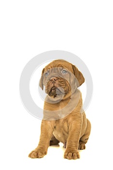 Cute dogue de Bordeaux puppy looking up sitting isolated on a white background