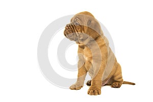 Dogue de Bordeaux puppy seen from the side looking away isolated on a white background