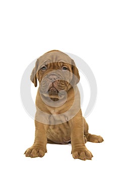 Dogue de Bordeaux puppy sitting isolated on a white background