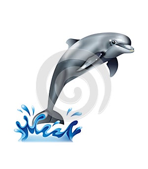 Cute dolphin