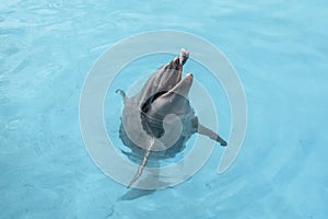 Cute dolphin playing with a piece of fish in Naha Okinawa Japan