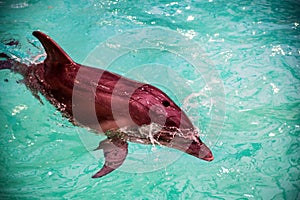 Cute dolphin in pool in dolphinarium