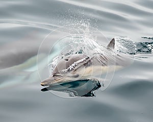 Cute dolphin in the Santa Barbara Channel