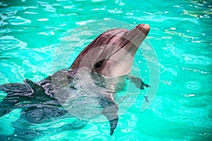Cute dolphins in pool in dolphinarium