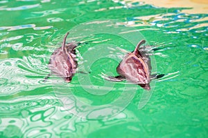 Cute dolphins in pool water in dolphinarium
