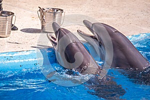 A cute dolphins during a speech at the dolphinarium, Batumi, Geo