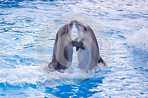 A cute dolphins during a speech at the dolphinarium, Batumi, Geo photo