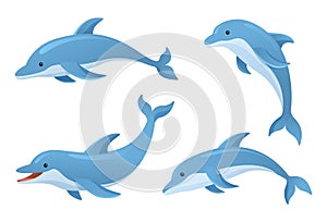 Cute dolphins in various poses