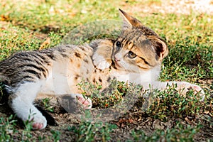 Cute domestic baby cat sunbathing in the garden