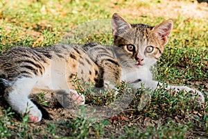 Cute domestic baby cat sunbathing in the garden