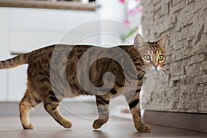 Cute domestic Bengal cat walking around a house with a blurry background
