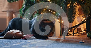 Cute domestic black cat laying down under Christmas tree