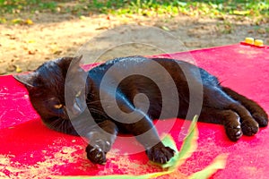 Cute domestic black cat lies on a red surface.