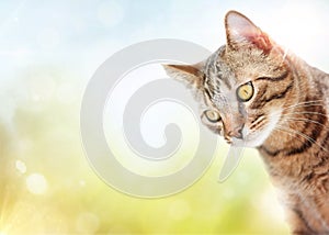 Cute domestic cat with blurry background