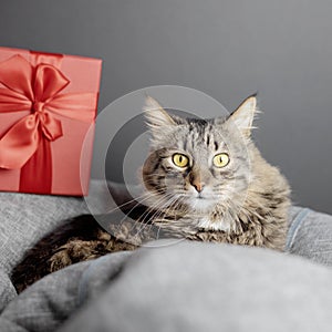 A cute domestic cat lies on a beanbag chair and looks directly against the background of a red gift box. Focus on the