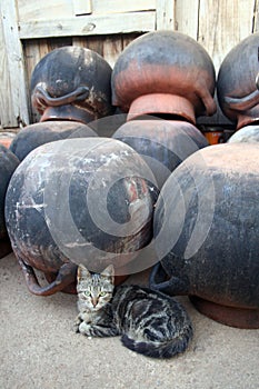 Cute domestic cat portrait lying pots Mexican clay crafts