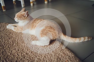 Cute domestic cat resting on the floor on the carpet at home.