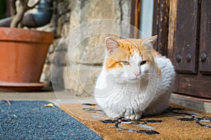 Cute domestic cat sitting outside in front of a door