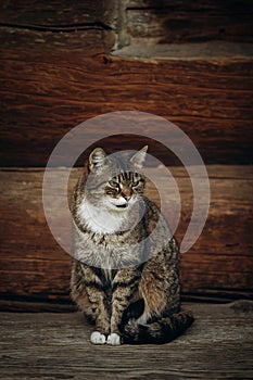 Cute domestic cat sitting on wooden floor near rustic slavic house, funny grey cat posing in countryside outdoors close-up, pet