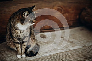 Cute domestic cat sitting on wooden floor near rustic slavic house, funny grey cat posing in countryside outdoors close-up, pet