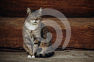 Cute domestic cat sitting on wooden floor near rustic slavic house, funny grey cat posing in countryside outdoors close-up, pet