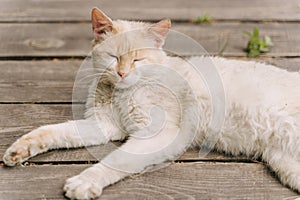 Cute Domestic Cat Sleeping on Wooden Deck Floor