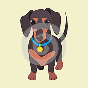 Cute domestic dog dachshund breed on the white background.