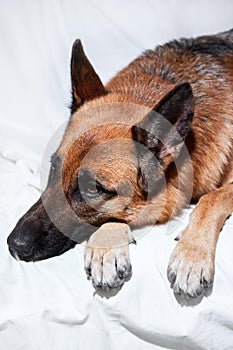Cute domestic dog lies with its paws folded in front of its muzzle. Charming black and red German Shepherd lies on white blanket