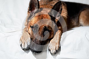 Cute domestic dog lies with its paws folded in front of its muzzle. Charming black and red German Shepherd lies on white blanket photo