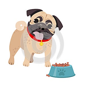Cute domestic dog Pug breed on the white background.