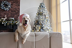 cute domestic dog in santa hat sits at home in christmas interior against the background of new year tree