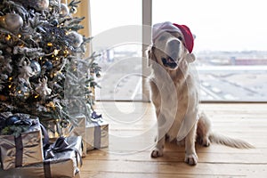 cute domestic dog in santa hat sits at home on wooden floor in christmas interior against the new year tree