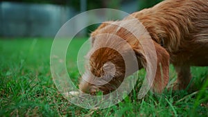 cute domestic dog searching for food in grass at yard